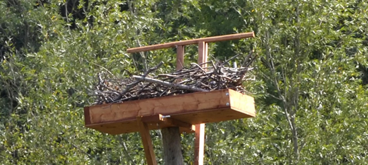 Птиче гнездо на повдигната платформа